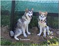 Tazanna 7-2010 5